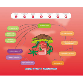 PROYECTO EXPLORA MERCADO MEDIEVAL 5 AÑOS NIVEL 3  JEYJO
