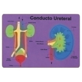 COMPRAR GOMA EVA FIXO PUZZLE 26x36 SISTEMA RENAL