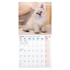 Calendarios murales y sobremesa CALENDARIO (2026) DOHE PARED IMAGENES MENSUAL PARA ESCRIBIR 300x300 GATOS