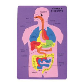 Juegos educativos GOMA EVA FIXO KIDS PUZLE 26x36 cm. SISTEMA DIGESTIVO