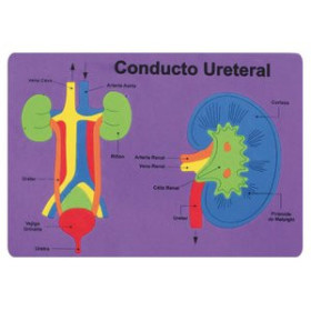 Juegos educativos GOMA EVA FIXO KIDS PUZLE 26x36 cm. SISTEMA RENAL